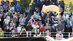 Das fliegende Schwein - wer steckt dahinter?