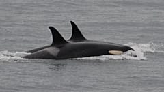 Nach 17 Tagen Trauer: Orca-Mutter lässt totes Baby zurück
