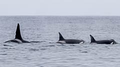 Orca