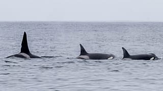 Orca