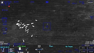 Watch: Herd of cows aid police to catch fleeing suspect
