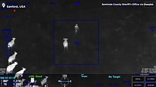 Vídeo: un rebaño de vacas ayuda a detener a un sospechoso