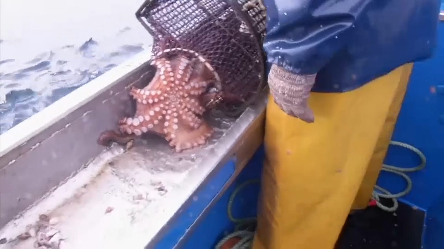 la pesca del polipo in Galizia