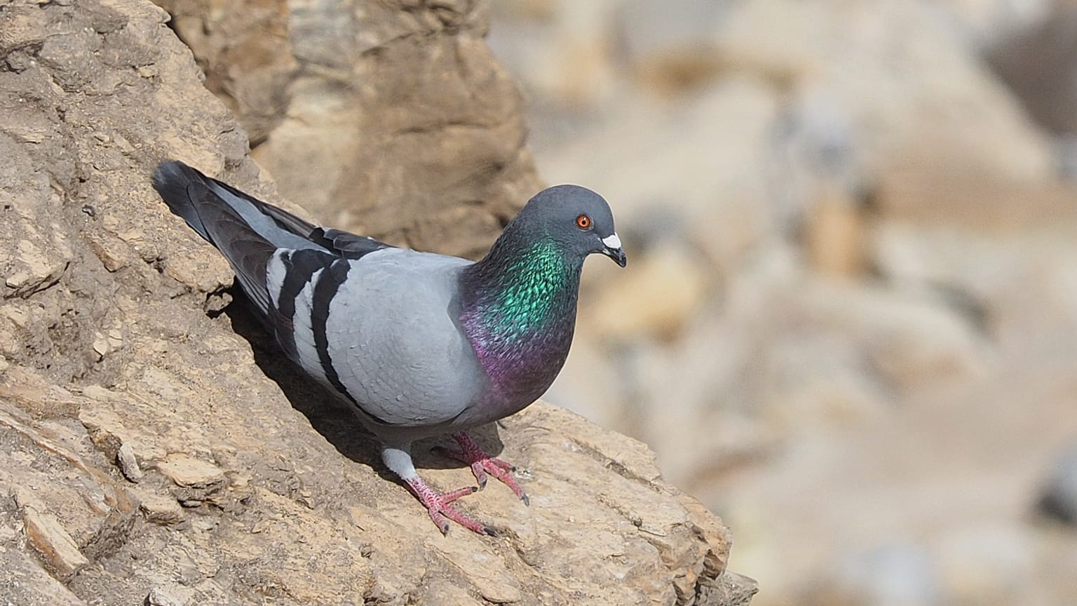 Pigeon in Her Natural Habitat