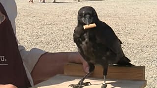 Corvos apanham beatas no parque de atrações do Puy du Fou