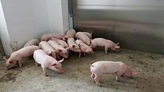 خنازير صغيرة بالصين في صورة من أرشيف رويترز.