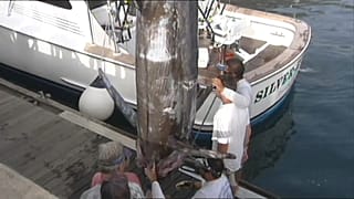 Espadarte-azul de 366 quilos pescado ao largo da Madeira 