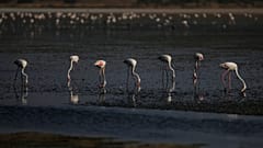 Cientos de personas participan en el anillado de flamencos de Málaga