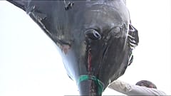 Kopf des gefangenen Blauen Marlins