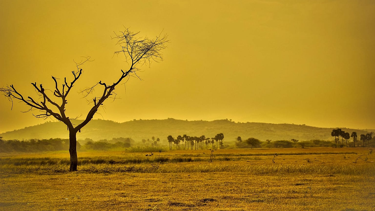 Temperatures likely to stay abnormally high for next four years, say scientists