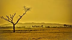 Temperatures likely to stay abnormally high for next four years, say scientists