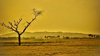 Temperatures likely to stay abnormally high for next four years, say scientists