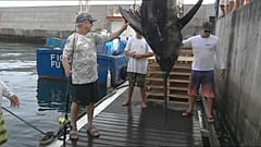 Rekord-Fang: 366 Kilo-Marlin vor Madeira