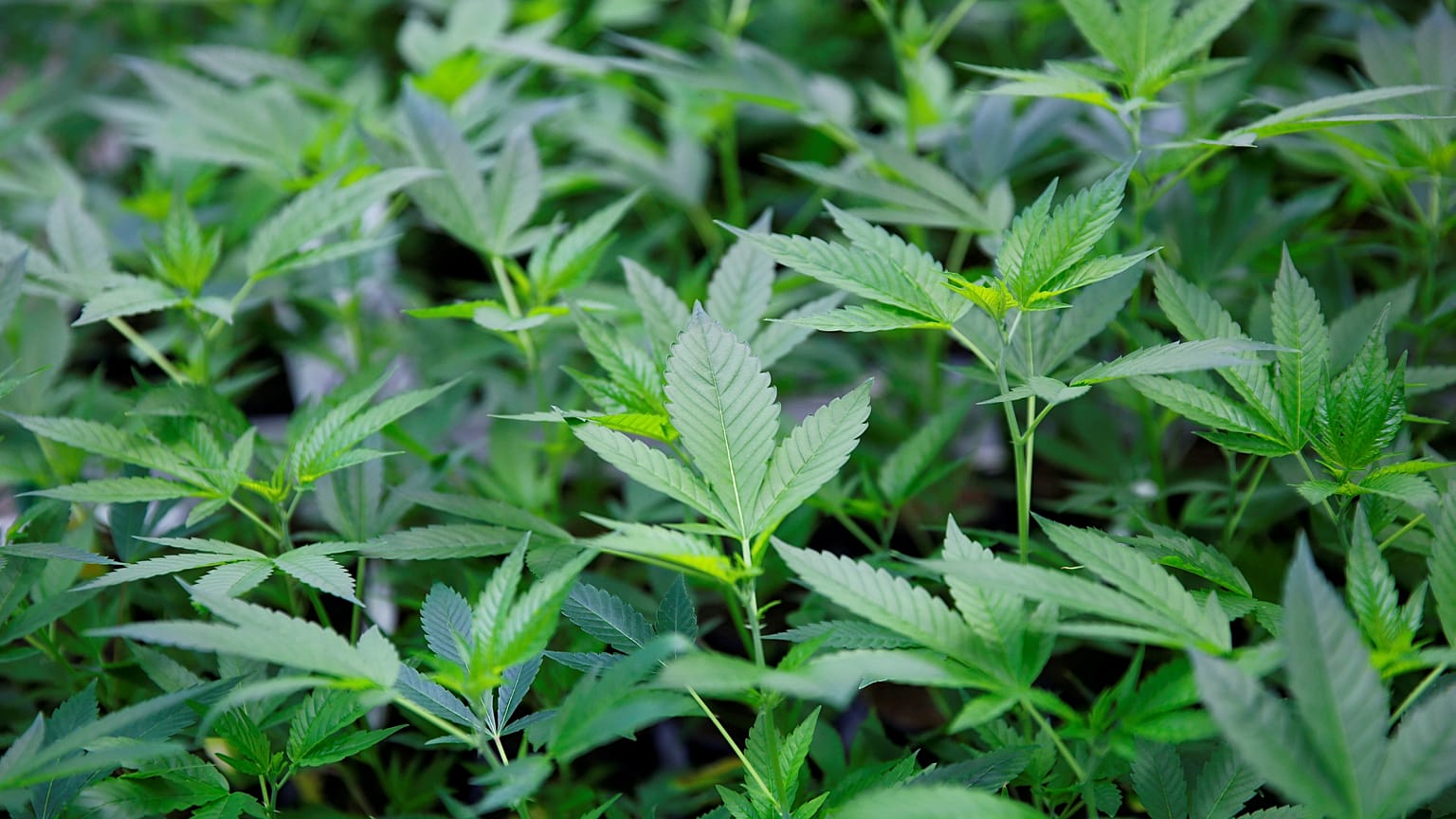 Óriási befektetés kannabisz alapú termékek gyártásába