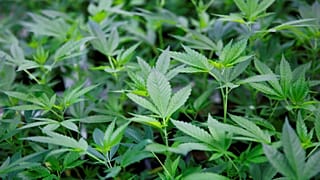 Óriási befektetés kannabisz alapú termékek gyártásába