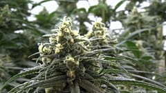 Usa, canapa: investimento da record