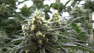 Usa, canapa: investimento da record
