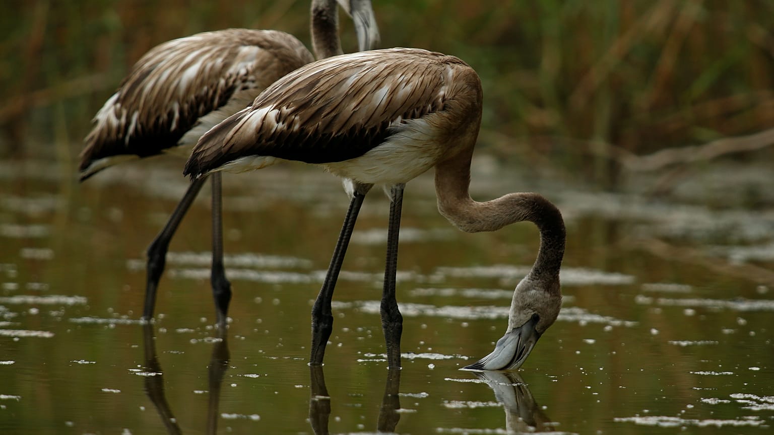Watch: Abnormal Spanish weather causes flamingo births to soar 