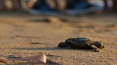 Schildkrötenbabys auf Zypern: dem Fuchs entkommen 