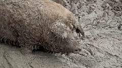 Schweinepest: Zaun an deutsch-dänischer Grenze