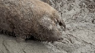 Schweinepest: Zaun an deutsch-dänischer Grenze