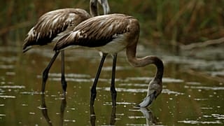 В Испании родилось рекордное число фламинго