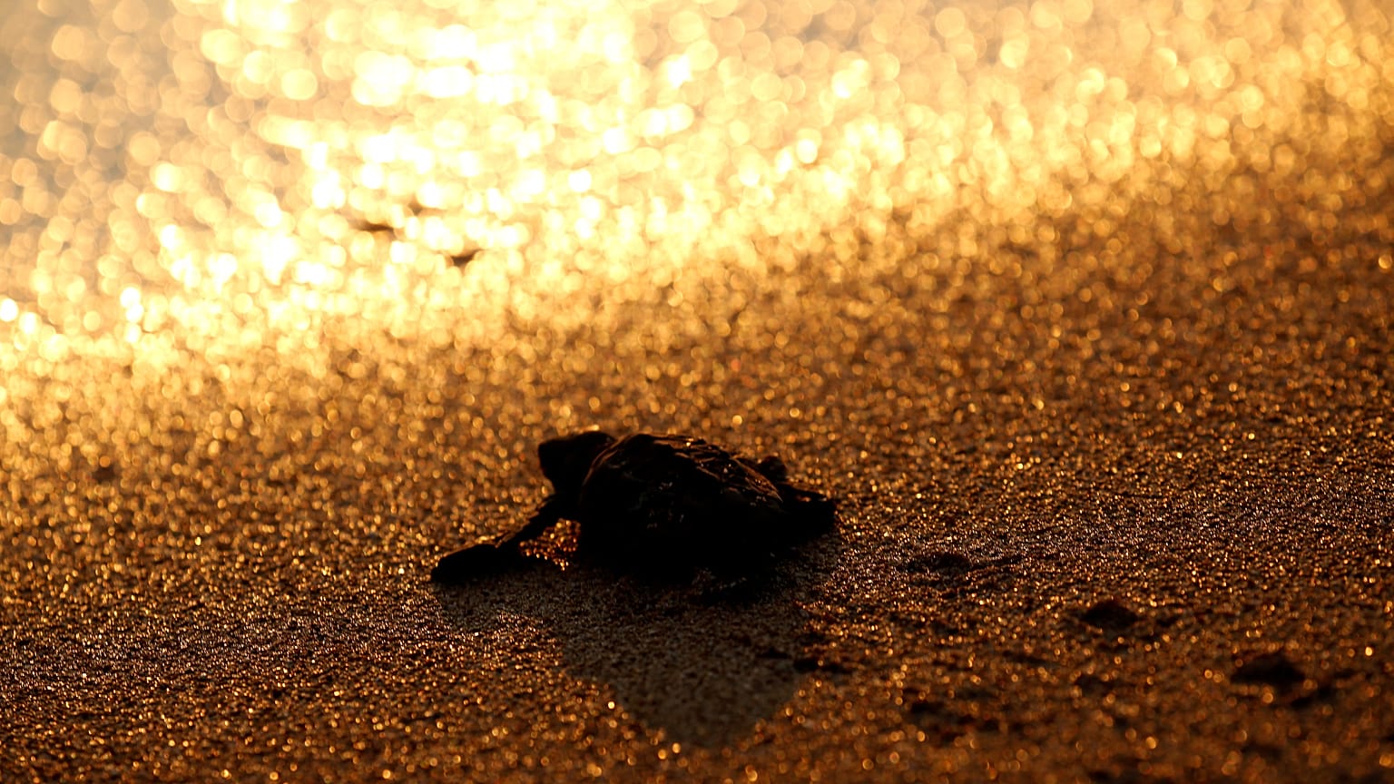 Chypre : les tortues vertes en bonne santé