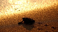 Chypre : les tortues vertes en bonne santé