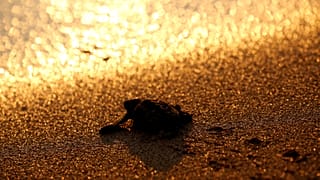 Chypre : les tortues vertes en bonne santé