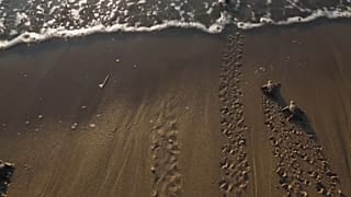 Angst vorm Fuchs: Schildkrötenbabies auf Zypern erhalten Schutz