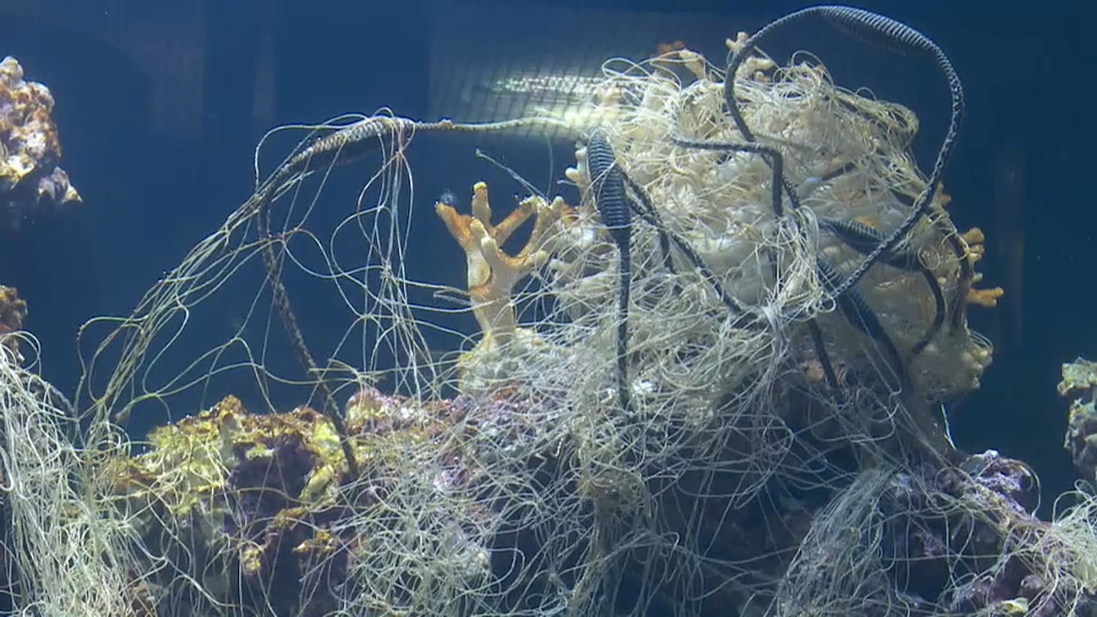 Pécs, Ungheria: un acquario pieno di plastica come gesto creativo di protesta