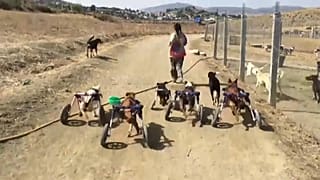 Del sufrimiento al santuario: la amante de los animales que cambió el trauma de su infancia