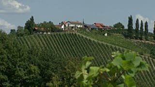 Снайперы в виноградниках