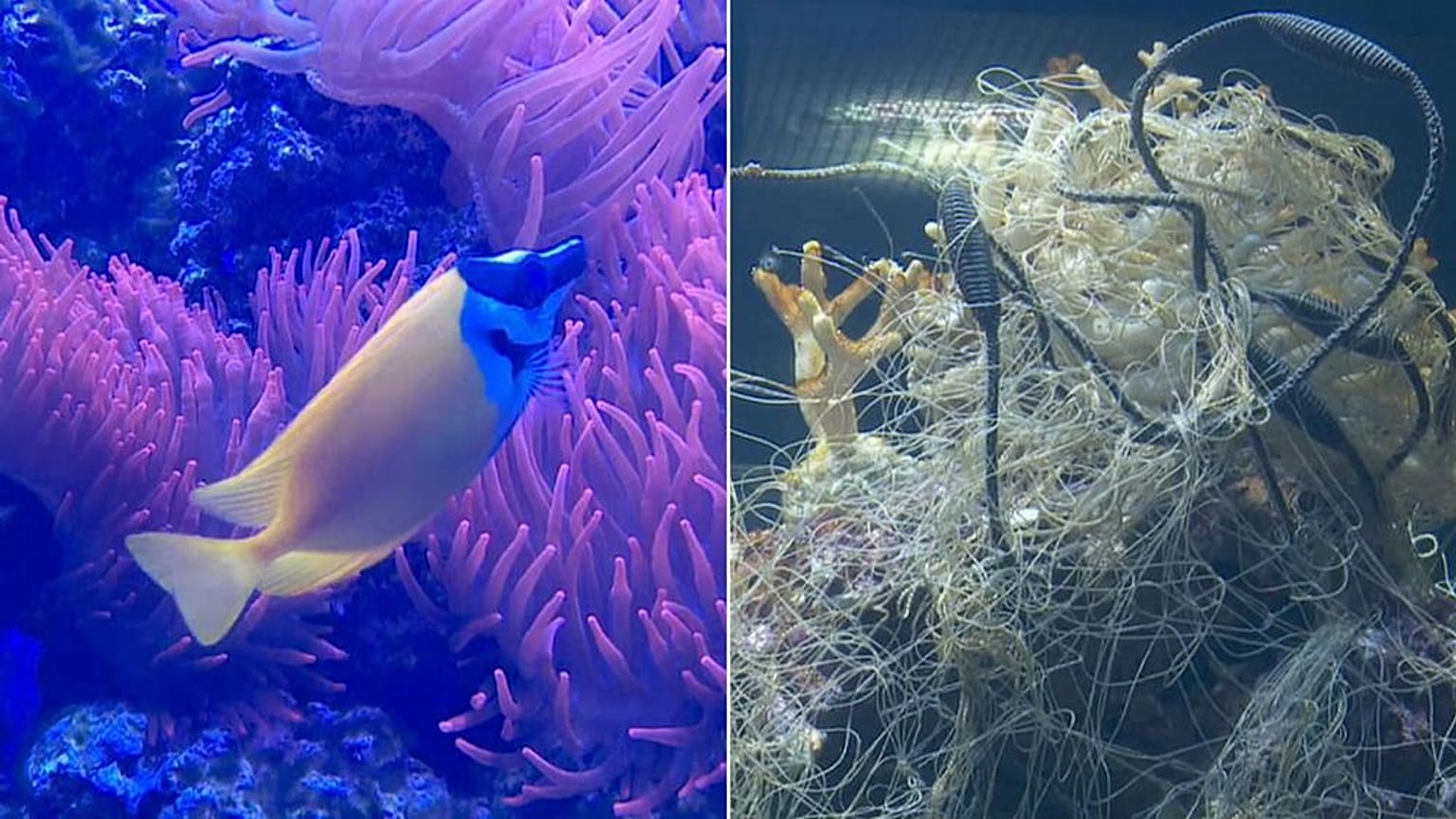 Hayvanat bahçesi akvaryumu plastik atıkla doldurdu