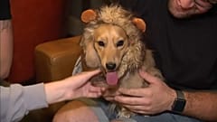 Dakhund köpekleri için Londra'da özel kafe açıldı