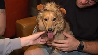 Dakhund köpekleri için Londra'da özel kafe açıldı