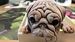 Watch: Realistic ice-cream puppies on the menu in Taiwanese cafe
