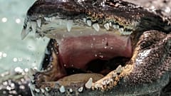 A file photo of an American alligator