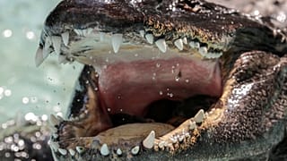 A file photo of an American alligator