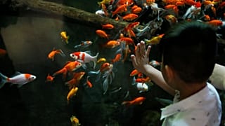 young boy watches a goldfish aquarium at The Paris Aquarium.