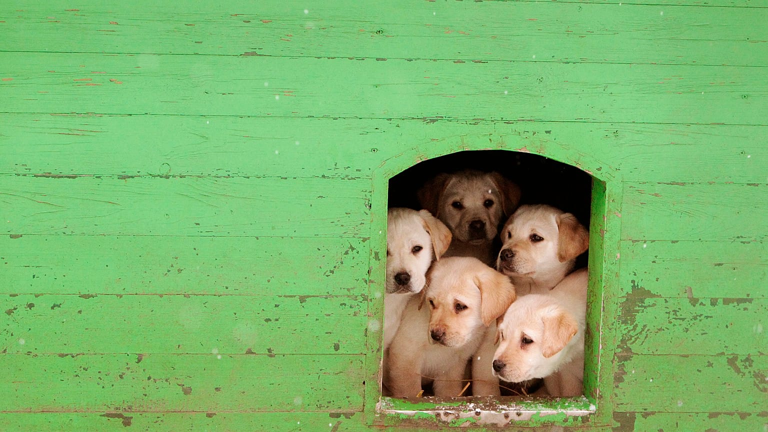 Inglaterra quer proibir lojas de vender cães e gatos com menos de 6 meses