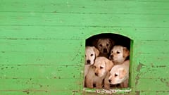 Sale of puppies and kittens by pet shops set to be banned in England