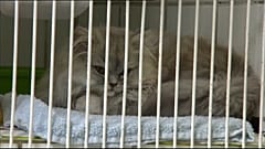 Британия: власти защитят домашних животных 