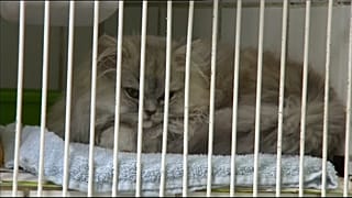 Британия: власти защитят домашних животных