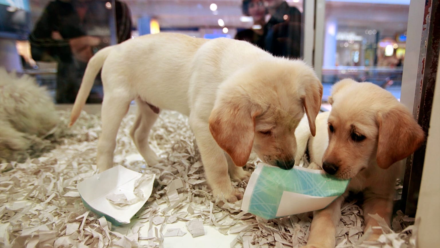 İngiltere'de yavru kedi ve köpeklerin pet shoplarda satışı yasaklandı