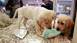 İngiltere'de yavru kedi ve köpeklerin pet shoplarda satışı yasaklandı