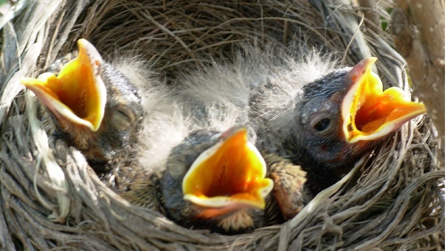 Birds 'starve' in Europe's extreme summer heat