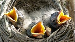 Birds 'starve' in Europe's extreme summer heat