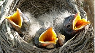 Birds 'starve' in Europe's extreme summer heat