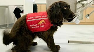 A bio-detection dog trained to detect diseases in urine samples.